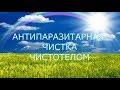 Рецепт. Антипаразитарная чистка  Чистотелом.