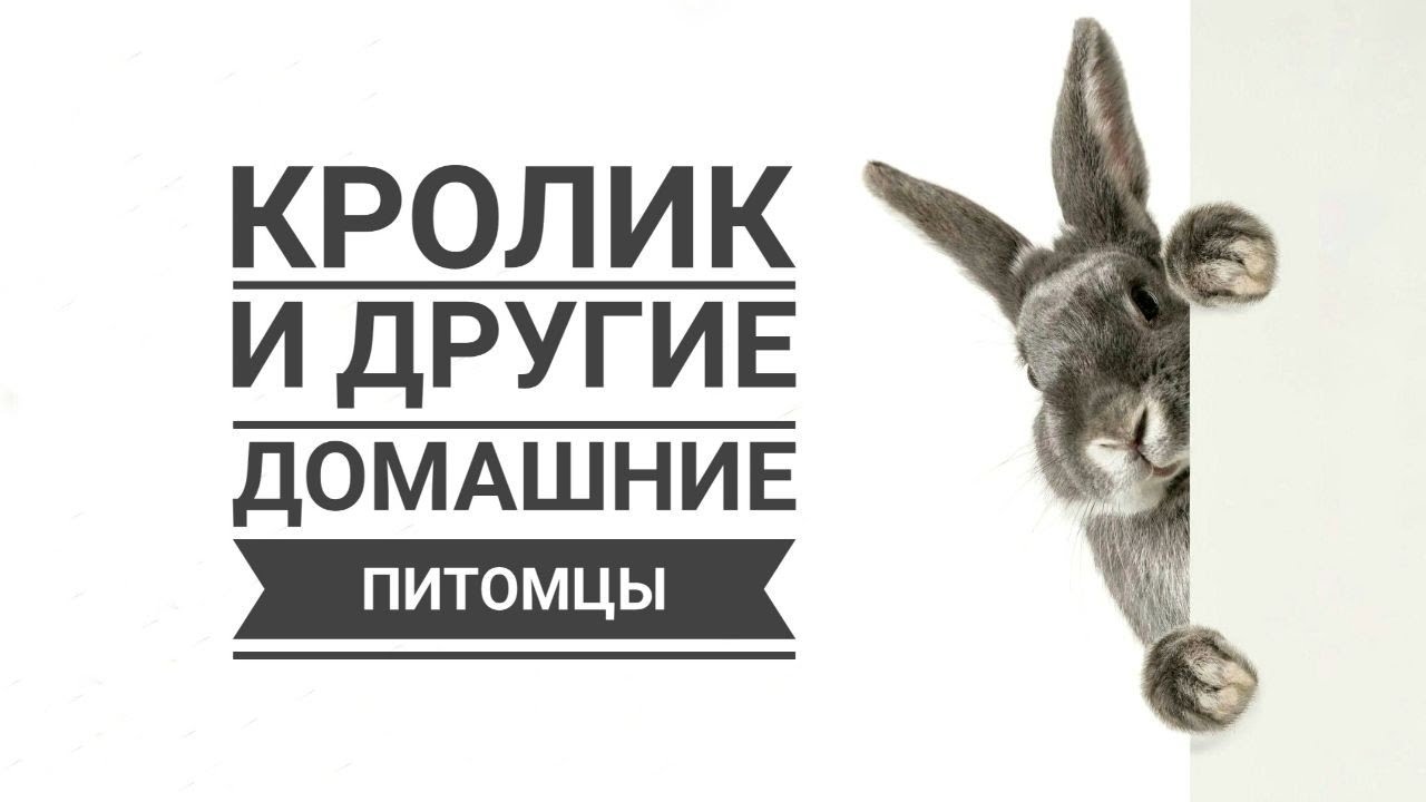 Декоративный кролик и другие животные | Decorative rabbit and other animals