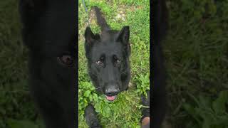 🐾 Cedra a aportovací činka
