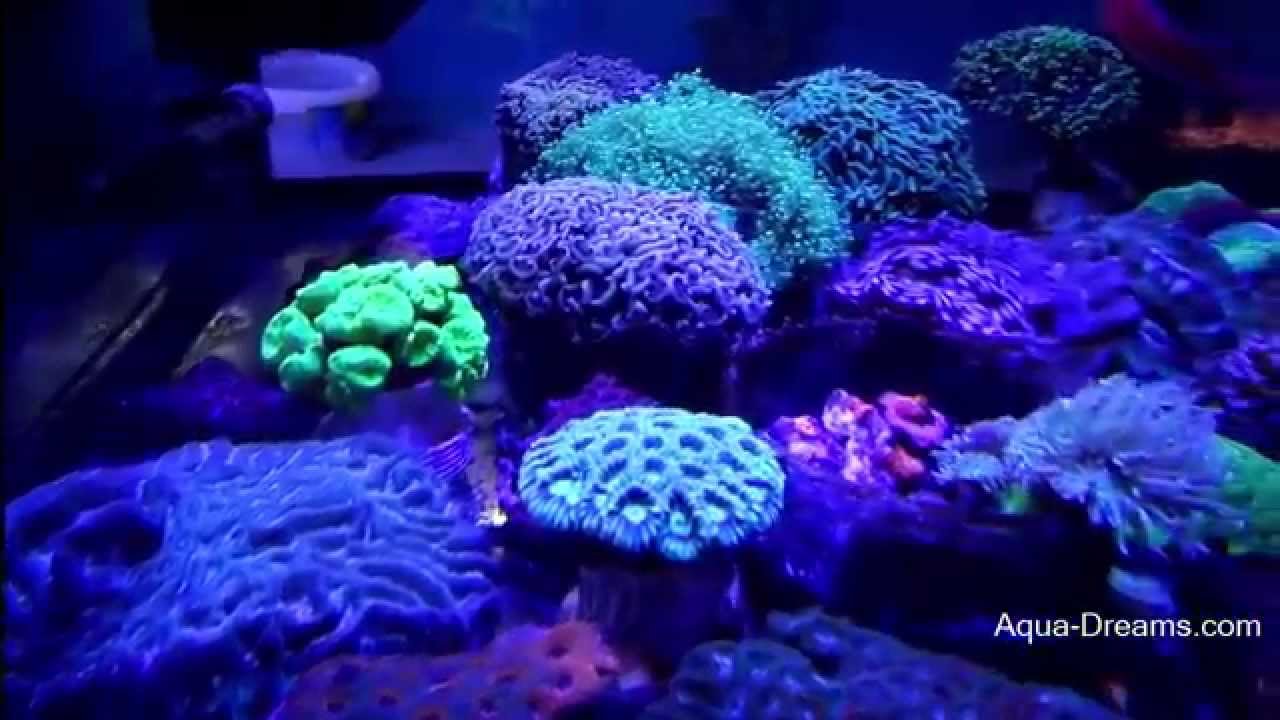Virtual Store Tour Inside Visual Tour of Aqua Dreams Aquarium Corals