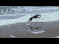 Rescued Spanish Galgo Roky Racing On The Beach (One Year Later) の動画、YouTube動画。