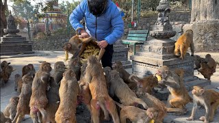 Thank you for financial help to feed hungry stray dogs and monkeys