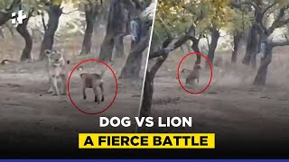 Dog Vs Lion Viral Video: A Fierce Battle