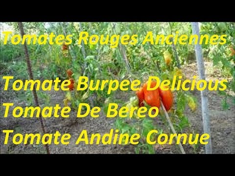 Vidéo: Costoluto Genovese Heirlooms: Cultiver une plante de tomate Costoluto Genovese