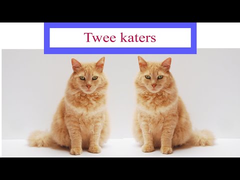TWEE KATERS (bonje met de buren)