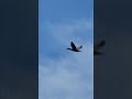 Double-crested cormorant in flight is a sight to behold. #shorts