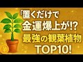 【金運アップ】風水的に最強！おすすめ観葉植物ランキングTOP10