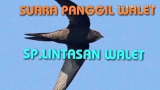 SUARA PANGGIL WALET || SP . LINTASAN WALET
