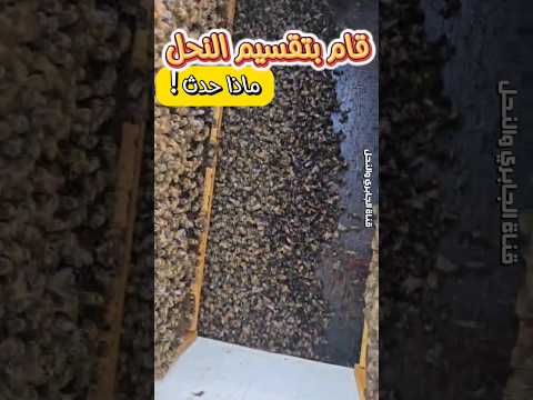 اسباب موت النحل     خلية النحل النحل