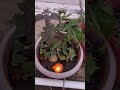 हरि हरि तुलसा गोरी गोरी राधा #trending #sonalspeakss #viral #ytshorts #shortsfeed