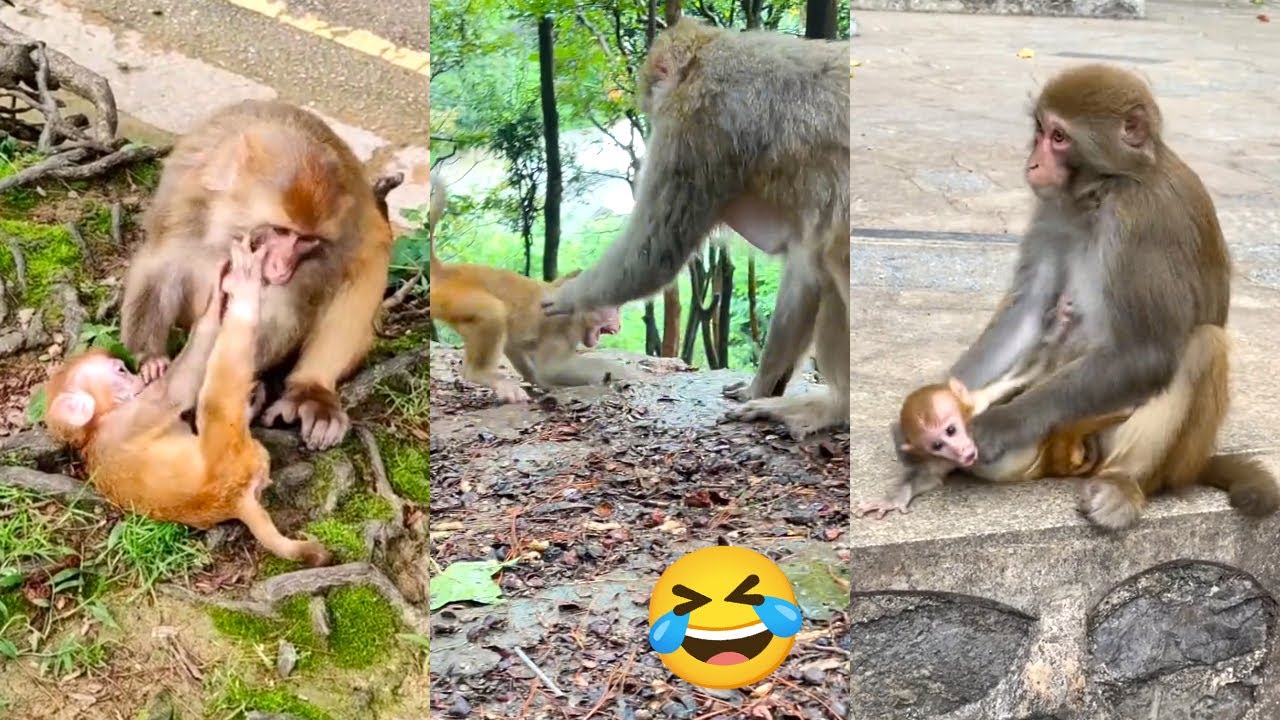 The mother monkey is trying to wean her grown baby monkey. Keep it up, mother monkey!