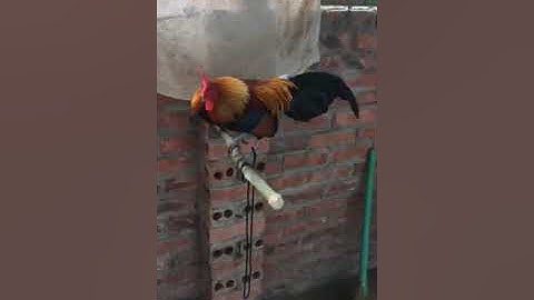 Muag qaib dib leej twg tsis tau muaj qaib dib maj yuav nơj (tub pej: zalo: 0836961421)