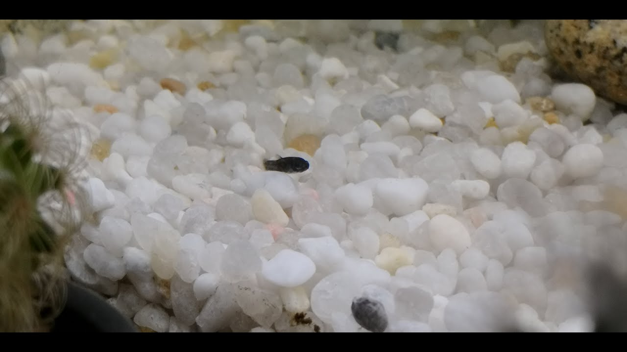 New born baby fry of Molly fish/ very excited/ Debu's Vlog - YouTube