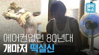 개마저 떡실신시킨 80년대 여름