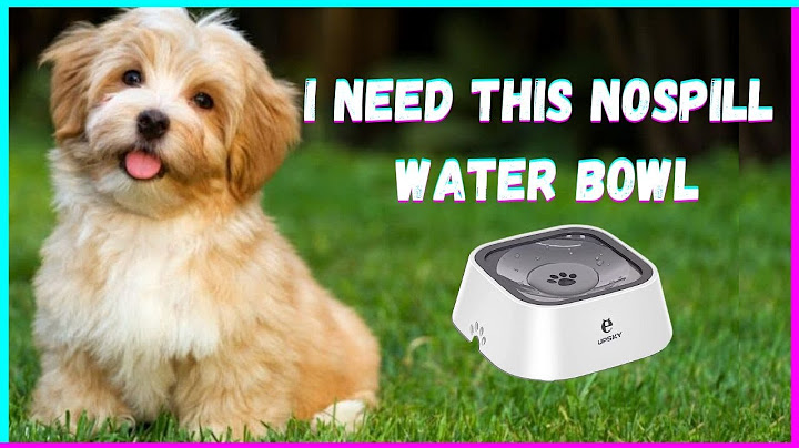 Improve Your Pet Life With This Amazing No-Spill Water Bowl