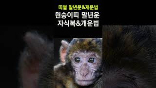 원숭이띠 말년운, 자식복&amp;개운법! 띠별로 확인하는 말년운과 자식복! 말년에 대박나기 위한 개운법! #…