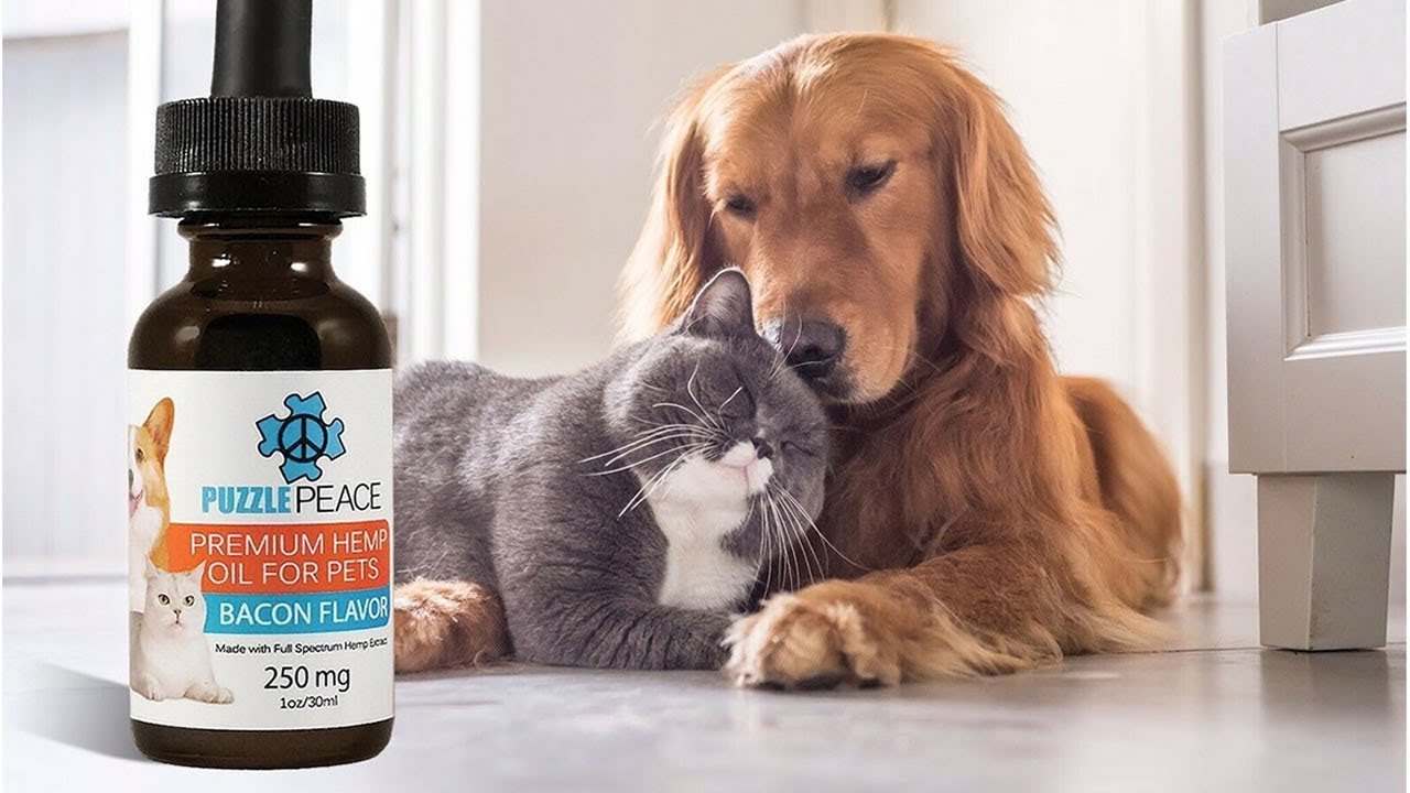 CBD for cats with cancer