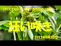 2023.5.22 狂い咲き