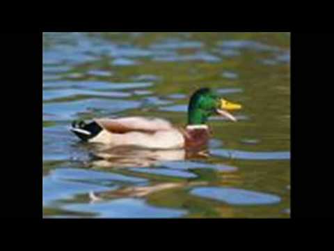 Guy Mallard Photo 1