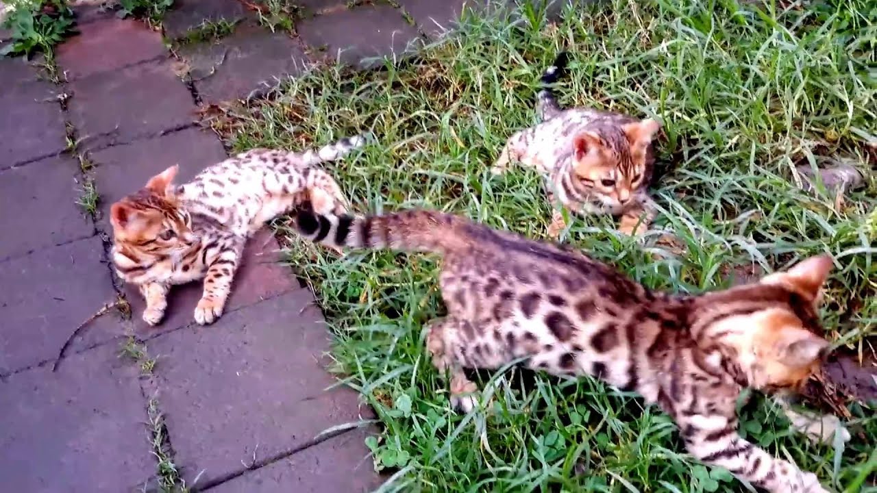 Tzarinacat Bengal kittens New Zealand YouTube
