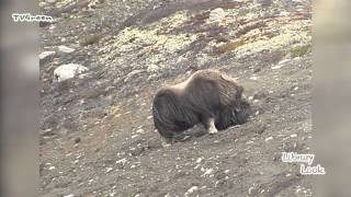 LibraryLook: Muskusos  Musk Ox  Ovibos moschatus