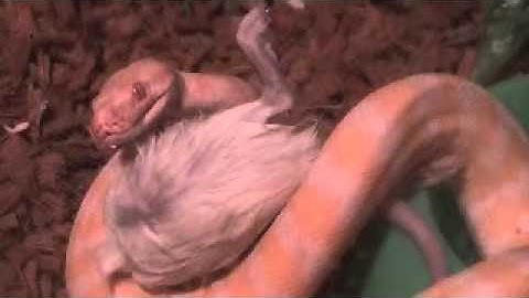 Albino Darwin Python