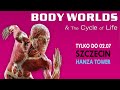 Anatomiczna wystawa BODY WORLDS - Fascynująca podróż po ludzkim ciele!