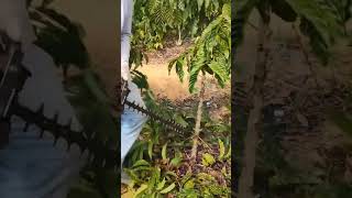 pruning coffee plants to produce lots of fruit #caffe #coffe #viral