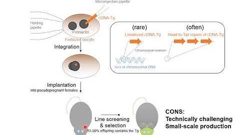 Video 1 Mouse Genetics  Transgenic Mice