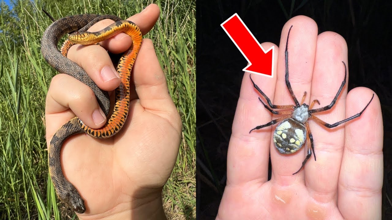 Giant Banana Spiders and Orange Watersnakes! Creatures of October