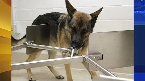 Penn Vet studying if dogs can sniff out coronavirus