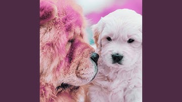 Pulsating Comfortable Hounds