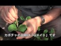 菜園作業／キュウリの断根挿し接ぎ