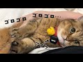 膝の上で甘えてる猫のゴロゴロ音をミニマイクで拾ってみたら…