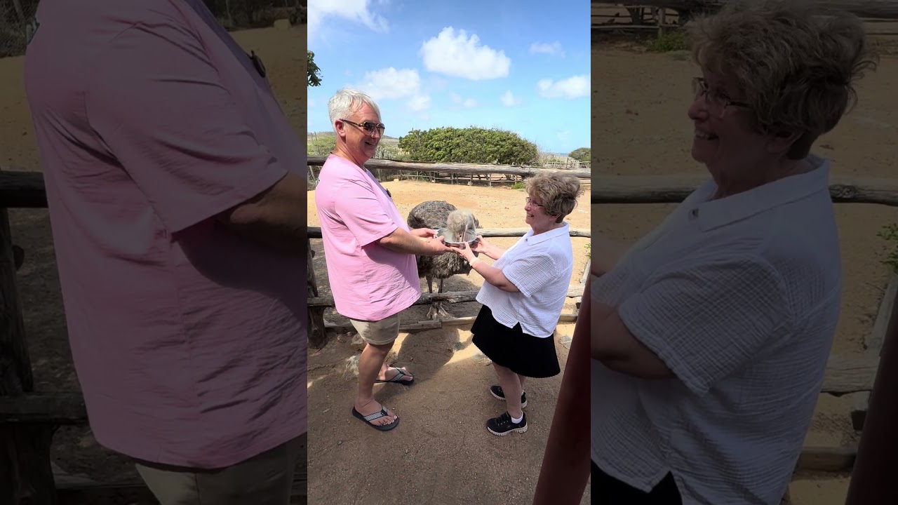 Aruba Ostrich farm #excursion #princesscruiseship #majesticprincess