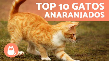 ¿Cómo se llaman los gatos amarillo anaranjados?