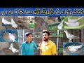 Visit Pied Dove Setup | MashaAllah Successful Breeding Progress | Pied Dove Wash Blood line Pairs