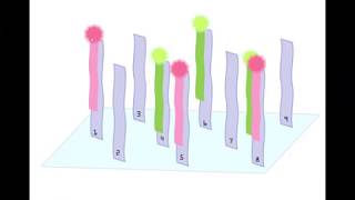 Functional Genomics Part 1