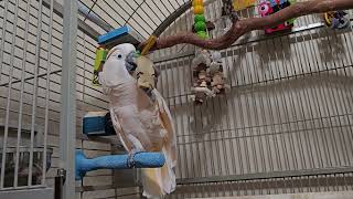 Cockatoo Rants About Going To The Vet