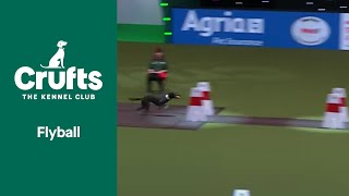 Flyball Team QuarterFinals | Crufts 2022