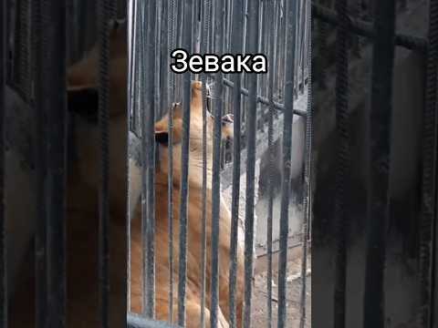 Львы на отдыхе!!! #лев #львы #животные #львица #дикиеживотные #lion #lions