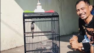 Review cendet full gondrong tipe sped