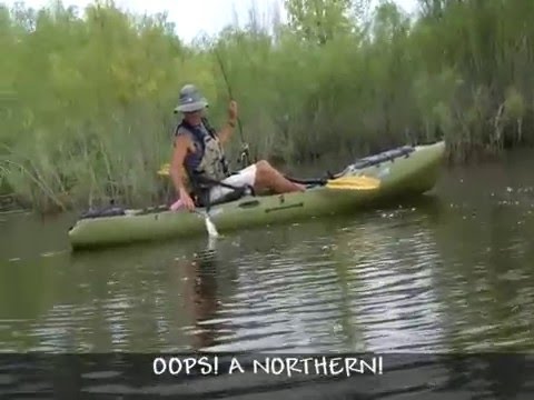 Giant white seabass is heaviest ever landed on kayak