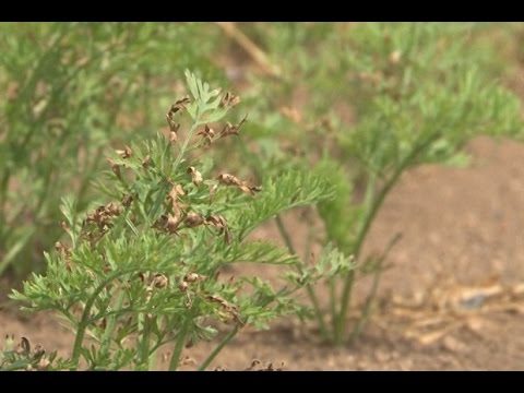 Грядёт засуха