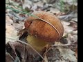 Самые красивые крымские грибы.  Белые, дубовики, моховики 24 06 2021