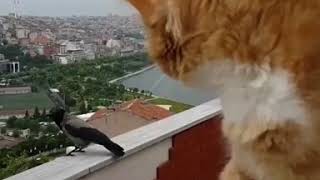 Very funny A cat talking with a crow Very funny A cat talking with a crow