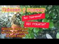 ЩО РОБИТИ , ЯКЩО В ГОРЩИКУ ІЗ КВІТАМИ ЗЕМЛЯ ПОЧАЛА ПЛІСНЯВІТИ