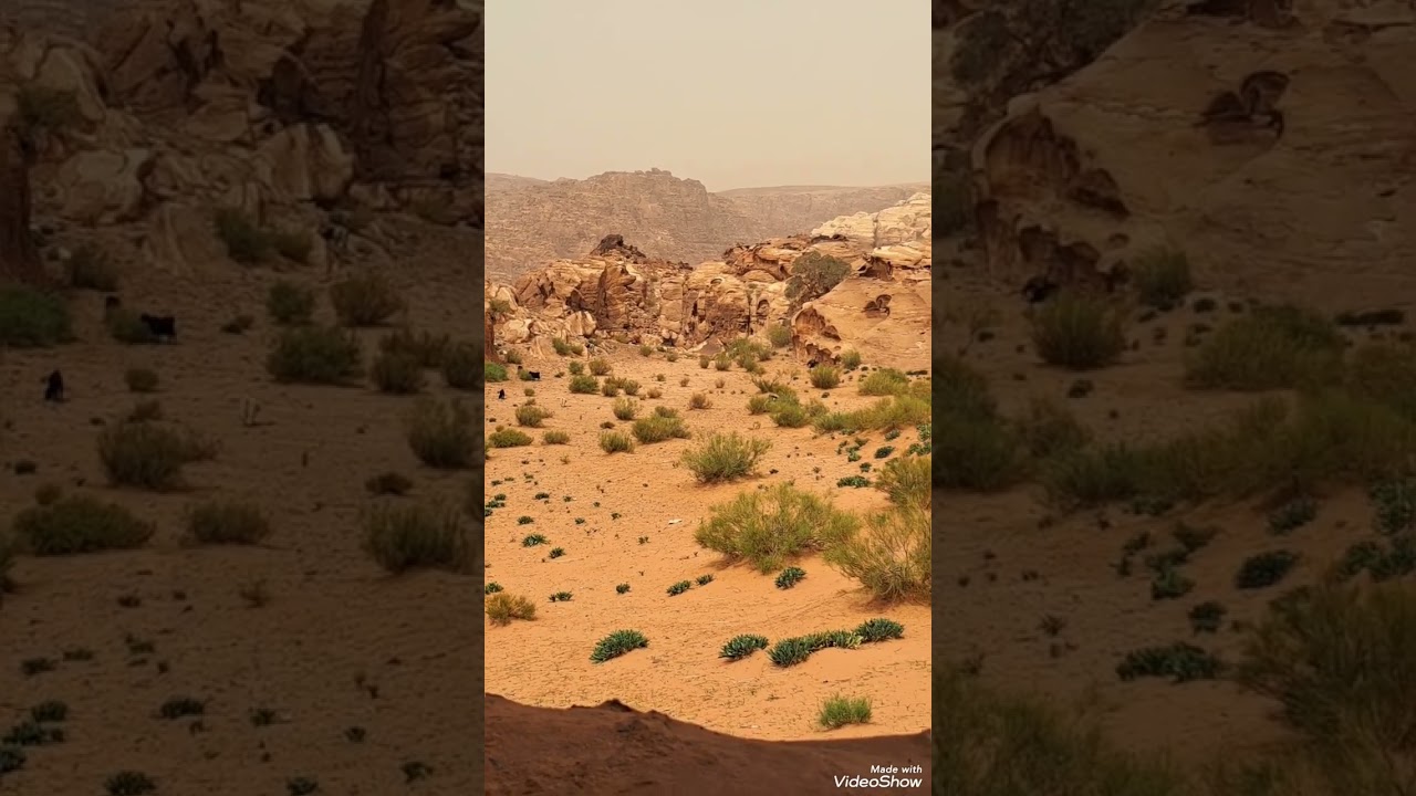 ربابة سلامه عواد السعيديين....