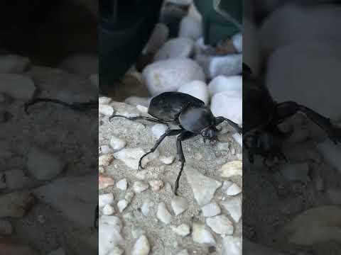 Giant Rhino beetle