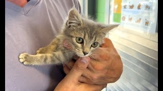 Tons of sweet dogs and cats up for adoption